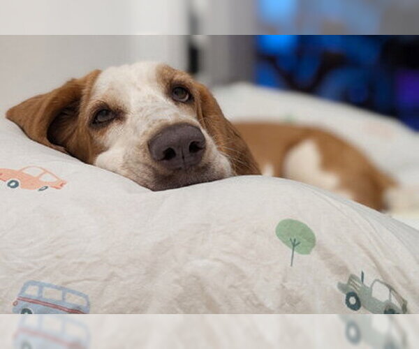 Medium Photo #12 Basset Hound Puppy For Sale in Deepwater, NJ, USA