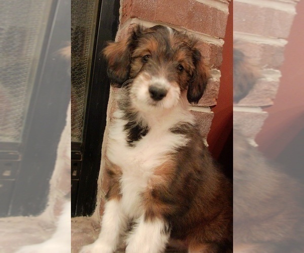 Medium Photo #1 Collie-Poodle (Miniature) Mix Puppy For Sale in PERU, IN, USA