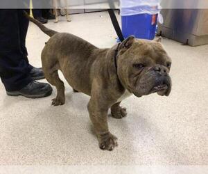 Bulldog Dogs for adoption in Riverside, CA, USA
