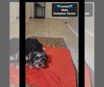 Small #3 Yorkshire Terrier