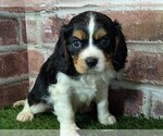 Small #10 Cavalier King Charles Spaniel