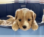 Small Photo #1 Cavachon-Cavapoo Mix Puppy For Sale in MONTECITO, CA, USA