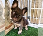 Small Photo #11 French Bulldog Puppy For Sale in LAS VEGAS, NV, USA