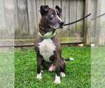 Small #5 Catahoula Leopard Dog-Siberian Husky Mix