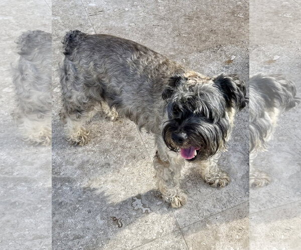 Medium Photo #4 - Mix Puppy For Sale in Boca Raton, FL, USA