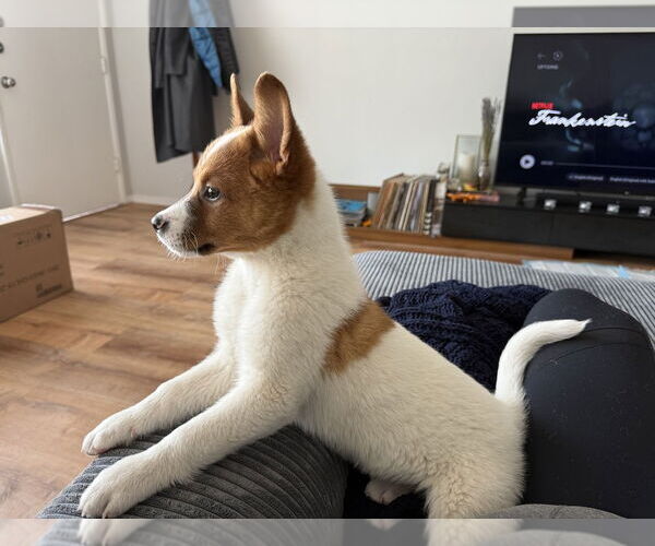 Medium Photo #3 Mutt Puppy For Sale in Studio City, CA, USA