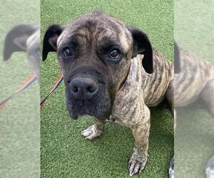 Mastiff Dogs for adoption in Fayetteville, NC, USA