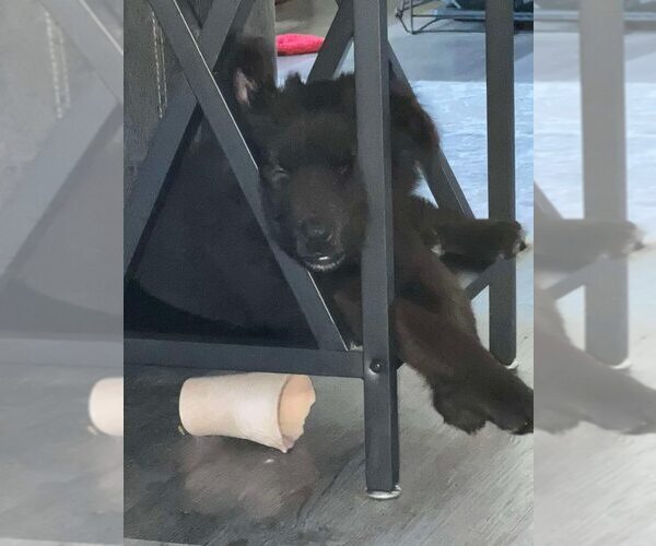 Medium Photo #5 German Shepherd Dog-Unknown Mix Puppy For Sale in Imlay City, MI, USA