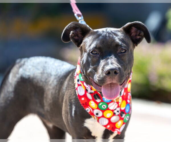 Medium Photo #12 American Pit Bull Terrier-Labrador Retriever Mix Puppy For Sale in San Diego, CA, USA