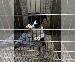 Retriever -Unknown Mix Dogs for adoption in Martinsburg, WV, USA
