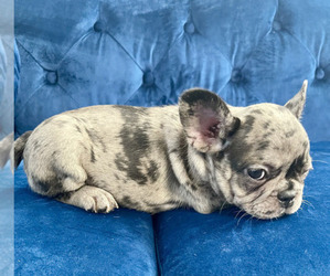 French Bulldog Puppy for sale in KANSAS CITY, MO, USA
