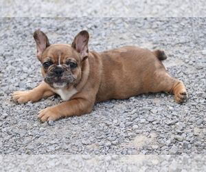 French Bulldog Puppy for sale in WHITE HOUSE, TN, USA