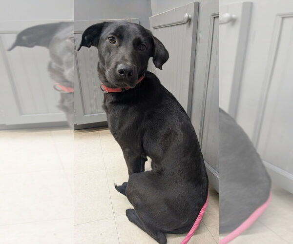 Medium Photo #1 Labrador Retriever-Unknown Mix Puppy For Sale in Boston, MA, USA