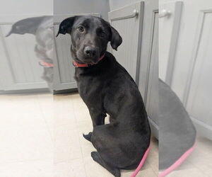 Labrador Retriever-Unknown Mix Dogs for adoption in Boston, MA, USA