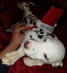 Dalmatian Puppy for sale in BEECH GROVE, IN, USA