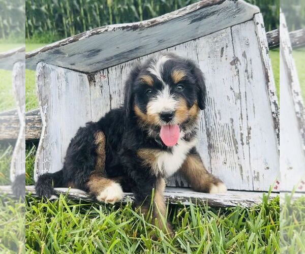 Medium Photo #4 Bernedoodle (Miniature) Puppy For Sale in GORDONVILLE, PA, USA