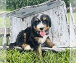 Small #3 Bernedoodle (Miniature)