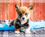 Puppy Ricky Pembroke Welsh Corgi