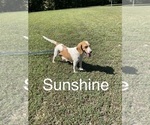 Small Photo #1 Beagle Puppy For Sale in WOODBRIDGE, VA, USA