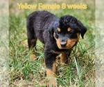 Puppy Yellow Female Rottweiler