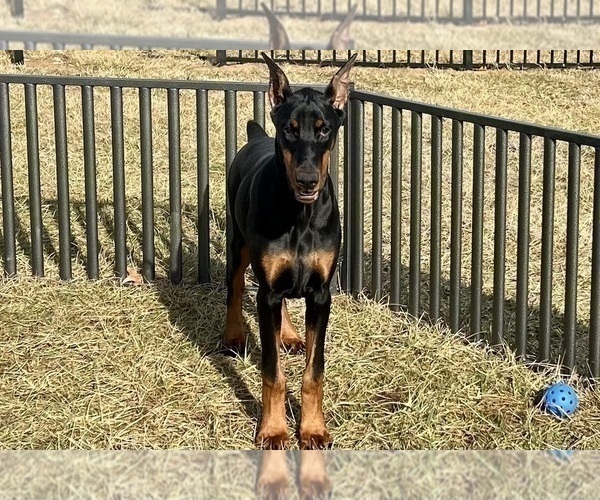 Medium Photo #8 Doberman Pinscher Puppy For Sale in WARSAW, IN, USA