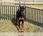 Small #7 Doberman Pinscher