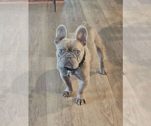 Medium French Bulldog Mix