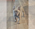 Small French Bulldog Mix