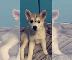 Pomsky Puppy for sale in STERLING HEIGHTS, MI, USA