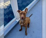 Small #6 Mutt