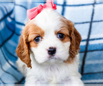 Small Photo #30 Cockalier Puppy For Sale in WAKARUSA, IN, USA