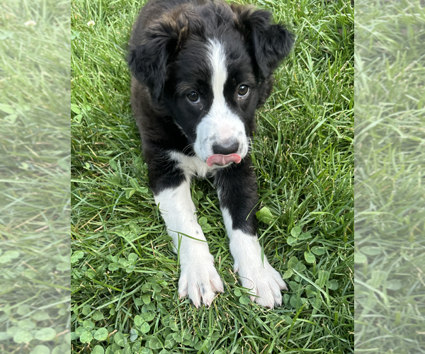 Medium Photo #2 Border Collie-Unknown Mix Puppy For Sale in Plainfield, IL, USA