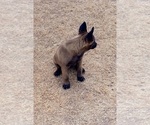 Small Photo #2 Belgian Malinois Puppy For Sale in EL CENTRO, CA, USA