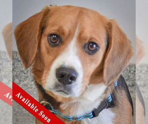 Bagle Hound Dogs for adoption in Huntley, IL, USA