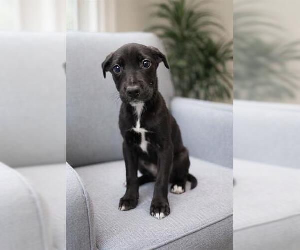 Medium Photo #1 Labrador Retriever-Unknown Mix Puppy For Sale in Peoria, IL, USA