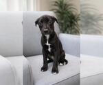 Small Labrador Retriever Mix