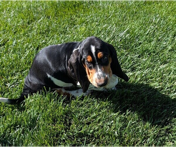 Medium Photo #31 Basset Hound Puppy For Sale in JEROME, ID, USA