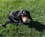 Small #30 Basset Hound