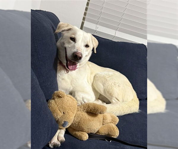 Medium Photo #2 Labrador Retriever-Unknown Mix Puppy For Sale in Las Vegas, NV, USA