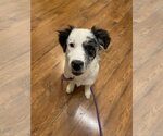 Small Photo #1 Australian Shepherd-Unknown Mix Puppy For Sale in Columbus, IN, USA