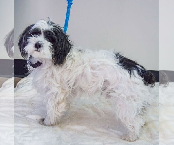 Medium Photo #2 Shih Tzu-Unknown Mix Puppy For Sale in Huntley, IL, USA
