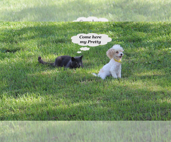 Medium Photo #23 Poodle (Toy) Puppy For Sale in CHANUTE, KS, USA