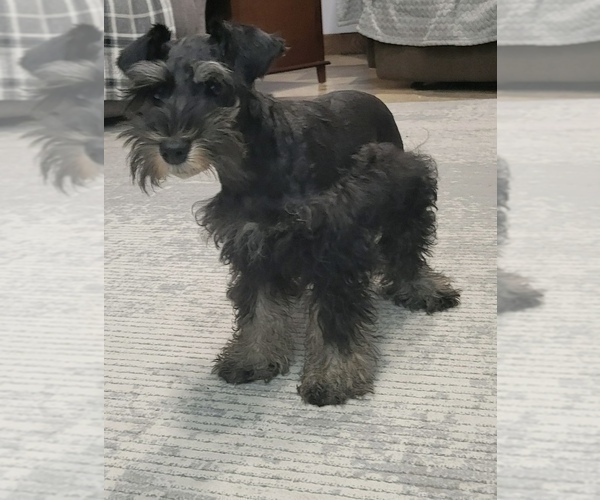 Medium Photo #4 Schnauzer (Miniature) Puppy For Sale in STERLING HEIGHTS, MI, USA