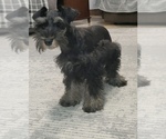 Small #3 Schnauzer (Miniature)