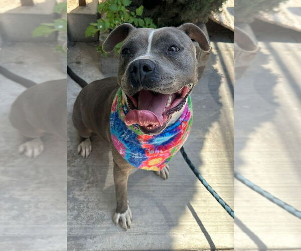 Medium Photo #18 American Staffordshire Terrier-Unknown Mix Puppy For Sale in Lake Forest, CA, USA
