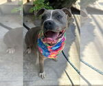 Small #17 American Staffordshire Terrier Mix