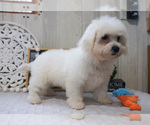 Small Photo #9 Bichon Frise Puppy For Sale in SYRACUSE, IN, USA