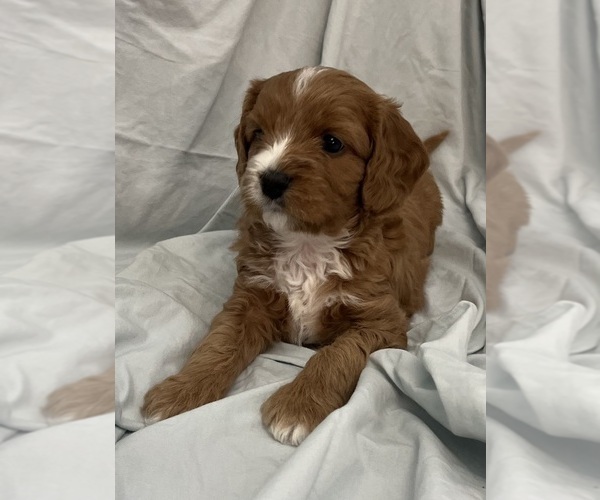 Medium Photo #50 Cavapoo Puppy For Sale in PENSACOLA, FL, USA