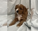 Small Photo #50 Cavapoo Puppy For Sale in PENSACOLA, FL, USA