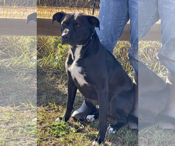 Medium Photo #3 Bulldog-Labrador Retriever Mix Puppy For Sale in Tarrytown, GA, USA